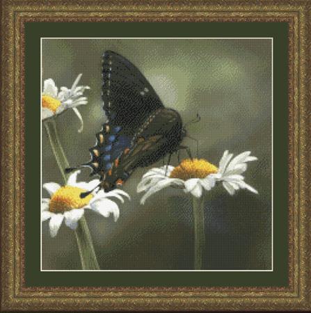 Swallowtail Butterfly Swallowtail Butterfly
